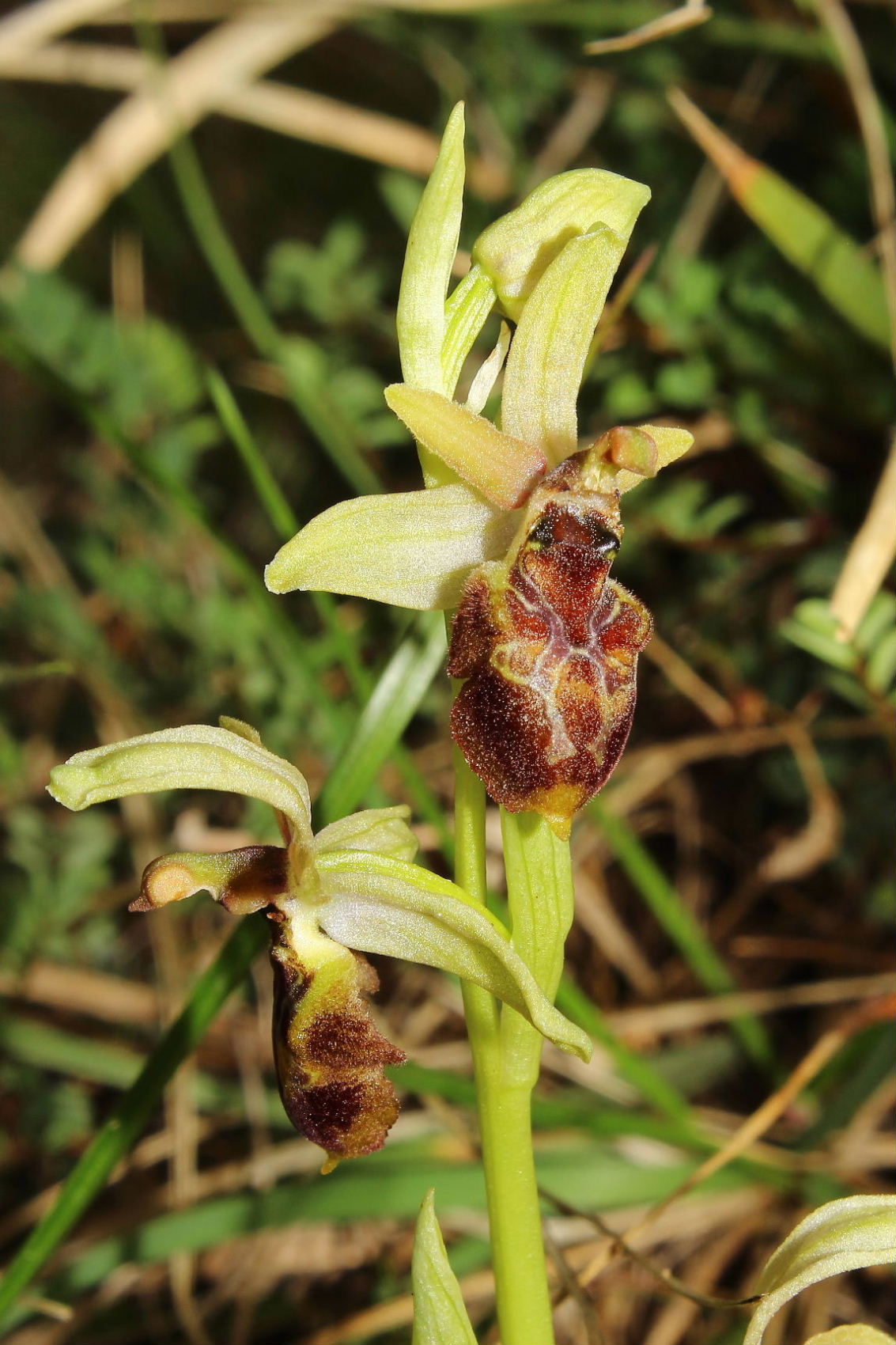 Ophrys exaltata subsp. montis-leonis - variabilit